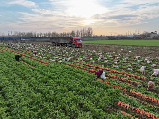 河北柏乡：胡萝卜种植促增收