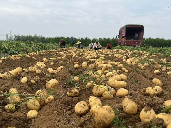 张家口推动马铃薯全产业链发展