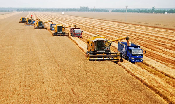 科技创新助力种业振兴