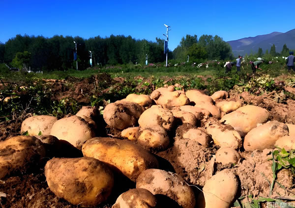 第二届三薯发展大会在海口举行