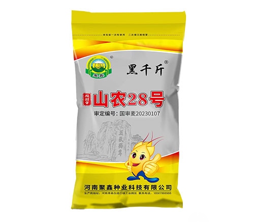 黑千金-山农28小麦种子
