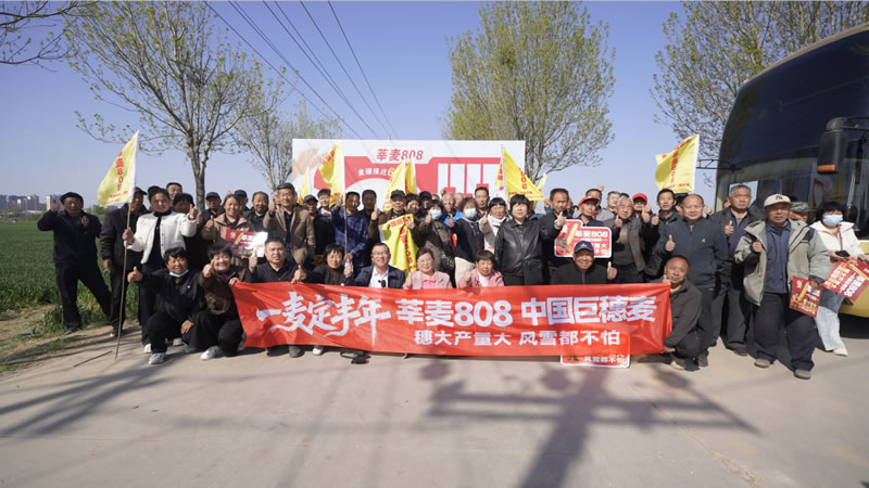 巨穗领航 引爆市场 莘麦808辛集市场启动会火爆出圈